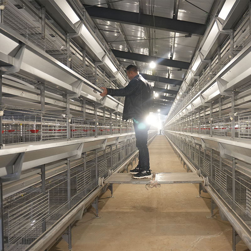 Kandang Ayam Telur Berbentuk H Super Tinggi - Image 3