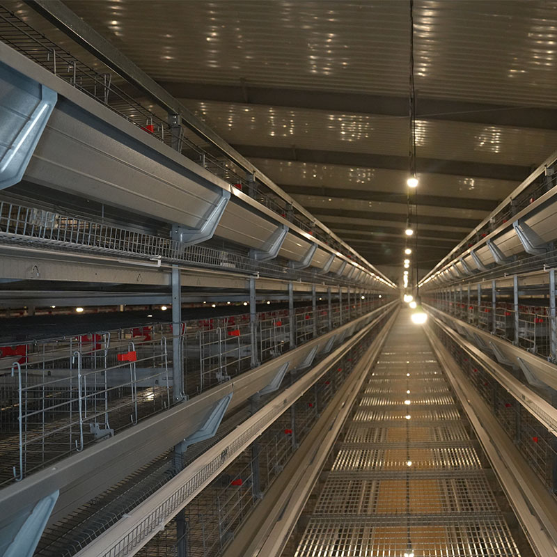 Kandang Ayam Telur Berbentuk H Super Tinggi - Image 2