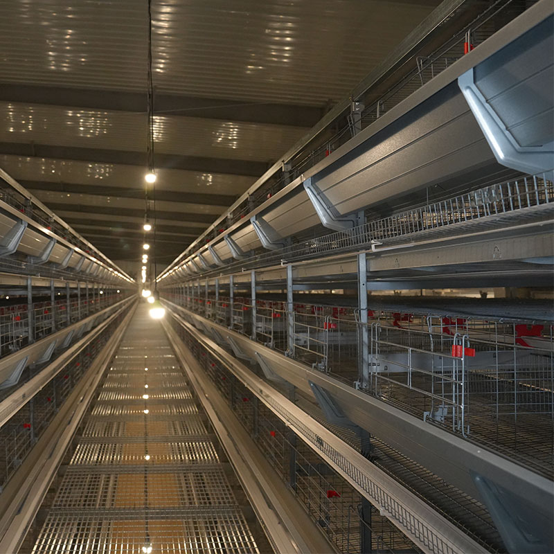 Kandang Ayam Telur Berbentuk H Super Tinggi - Image 4