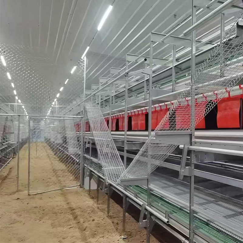 Ayam Petelur Tanpa Kandang, Kandang Ayam Petelur untuk Kesejahteraan Hewan - Image 2